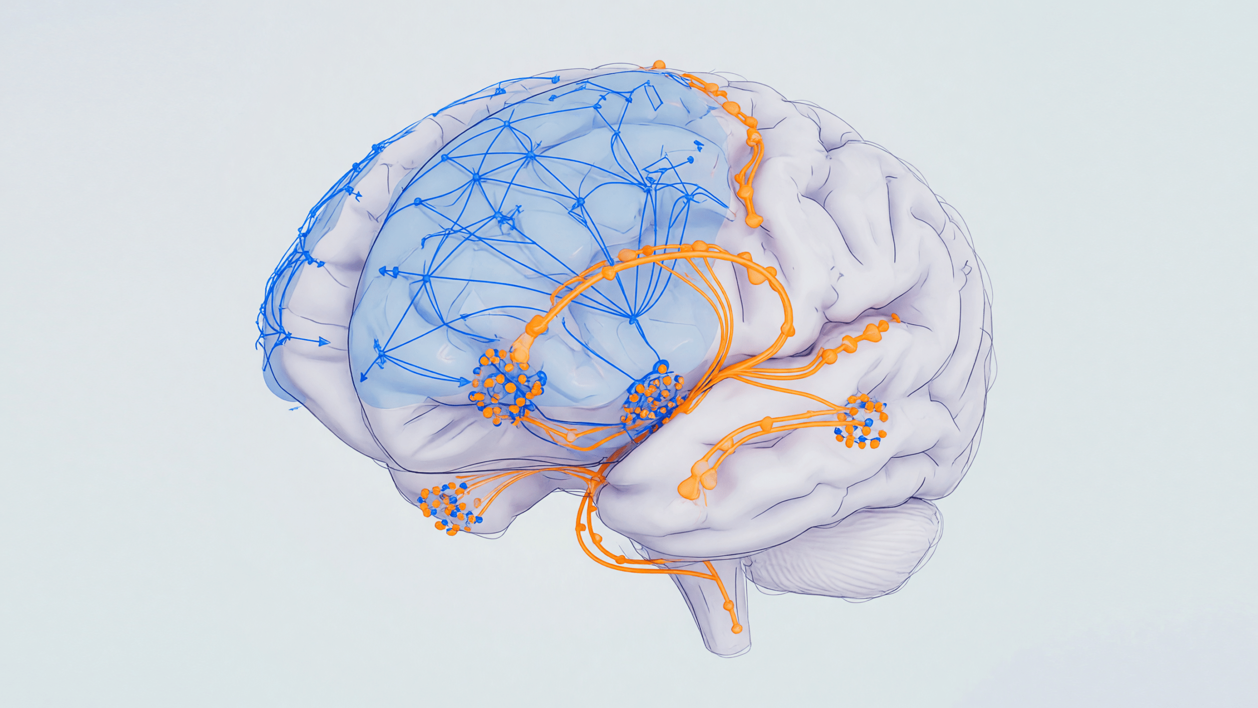 Ilustración de un cerebro con conexiones neuronales resaltadas, representando claridad sobre el funcionamiento de la mente